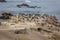 A rock in the Pacific Ocean with Heermann`s gulls and Herring gulls