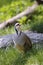 Rock partridge, alectoris graeca