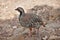 The rock partridge Alectoris graeca birds