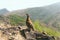 The rock partridge Alectoris graeca birds a bird of a pheasant family with chicks on a hiking trail in the mountains of