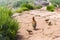 The rock partridge Alectoris graeca birds a bird of a pheasant family with chicks on a hiking trail in the mountains of