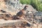 The rock partridge Alectoris graeca birds a bird of a pheasant family with chicks on a hiking trail in the mountains of