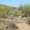 Rock pathway through a desert in southern Arizona