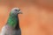 Rock pigeon