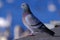 Rock pigeon