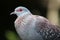 Rock Pigeon Bird