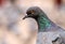 Rock Pigeon close-up portrait