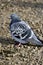 Rock Pigeon (Columba livia)