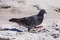 A Rock Pigeon Columba Livia 
