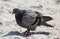 A Rock Pigeon Columba Livia with its` feathers ruffled