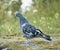 Rock Pigeon Columba livia pecking food on the grounds.