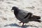 A Rock Pigeon Columba Livia with ruffled feathers, walks in the sand at the beach