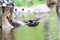 Rock pigeon Columba livia, a single bird in flight against the water