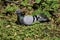 A rock pigeon (columba livia) sits on the grass getting rest