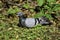 A rock pigeon (columba livia) sits on the grass getting rest