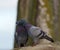 Rock pigeon couple in love