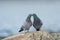 Rock pigeon couple in love