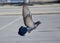 Rock Pigeon Dove in flight