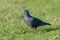 Rock pigeon portrait