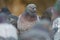 Rock pigeon resting at seaside