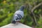 Rock pigeon Rock dove Columba livia Male Beautiful Birds of Thailand