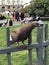 Rock pigeon or Rock dove or Common pigeon at the park in Russia.