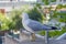 Rock Pigeon standing on the boardwalk.