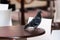 A rock pigeon on a table