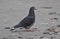 Rock pigeon taking a walk on the beach