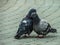 Rock pigeons in the Park during mating season.