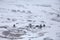 Rock pillars on Severnaya Zemlya in Arctic