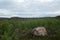 Rock among pine plants, burnt forest in the background