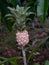 Rock Pineapple fruit picture nenasbatu