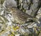 Rock Pipit