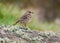 Rock Pipit (Anthus petrosus)