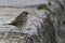 Rock pipit anthus petrosus