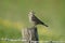 Rock pipit, Anthus petrosus