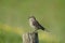 Rock pipit, Anthus petrosus