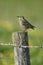 Rock pipit, Anthus petrosus