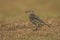 Rock Pipit (Anthus petrosus)