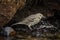 Rock Pipit (Anthus petrosus)