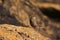 Rock pipit (Anthus petrosus) close-up