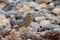 Rock Pipit Bird on a Stony Beach