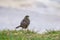 Rock Pipit in grass