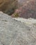 Rock Pipit standing on rock