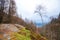 Rock plateau and small birch tree surrounded by a larch forest