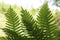 Rock polypody, Polypodium virginianum, with sporangia, Sunapee,