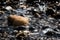 Rock pool. Rocks pebbles and stiones in a stream. Dark background image of natural geology.