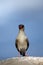 The rock pratincole ,Glareola nuchalis, sitting on the rock. African praticole with blue background