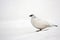 Rock ptarmigan